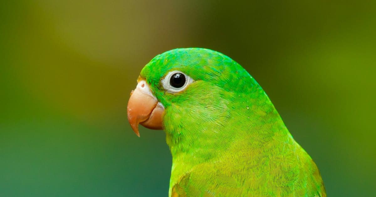 A pet bird perched indoors