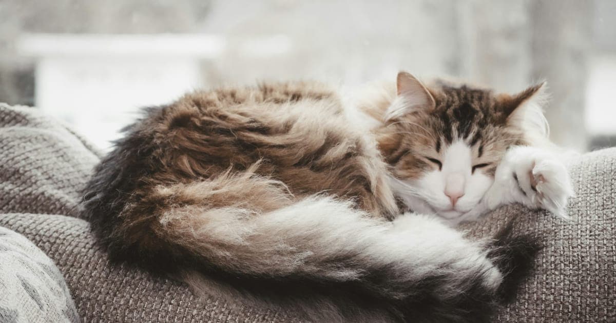 A cat lying down resting