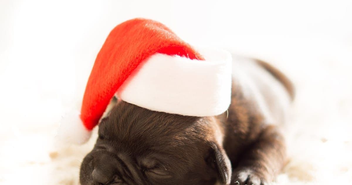 A kelpie asleep on cool tiles beside a Christmas tree in an Australian living room, with a packed suitcase waiting by the front door.