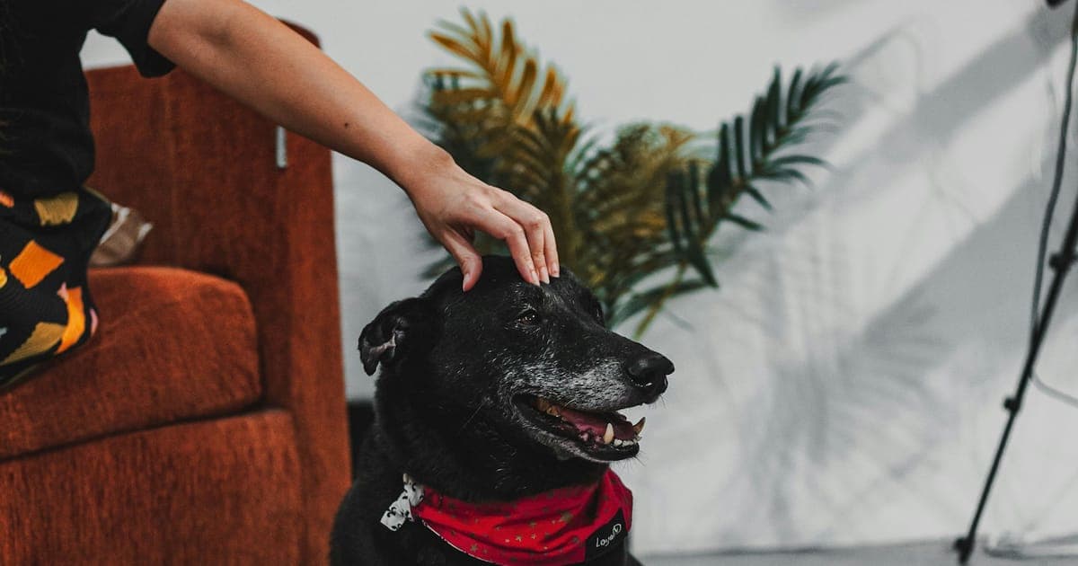 A dog scratching