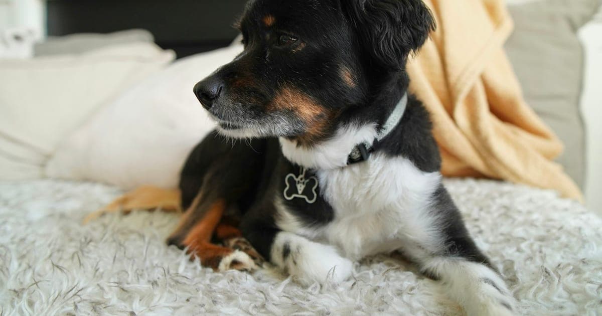 A black and tan dog with a white chest and a bone-shaped name tag, lying on a pale sheepskin rug in a living room