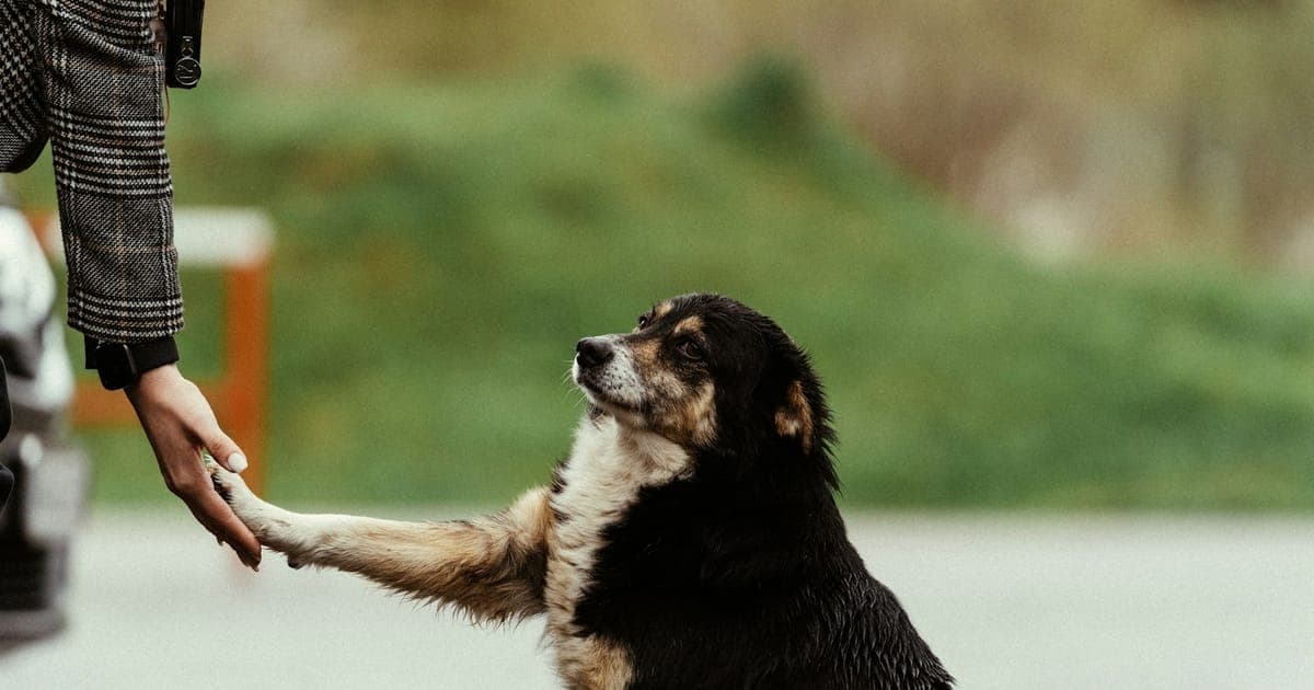 A person greeting a dog