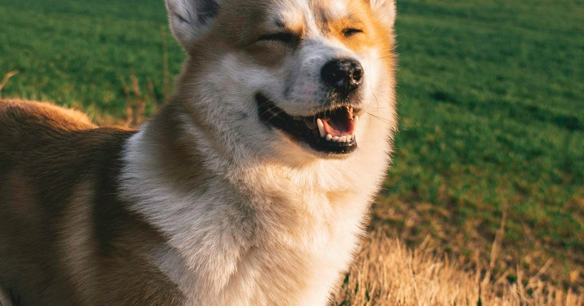 A dog outdoors with its owner