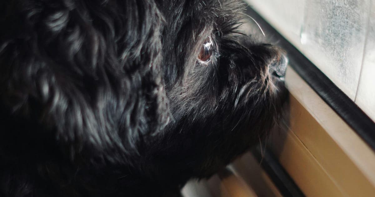A dog resting by a window at home