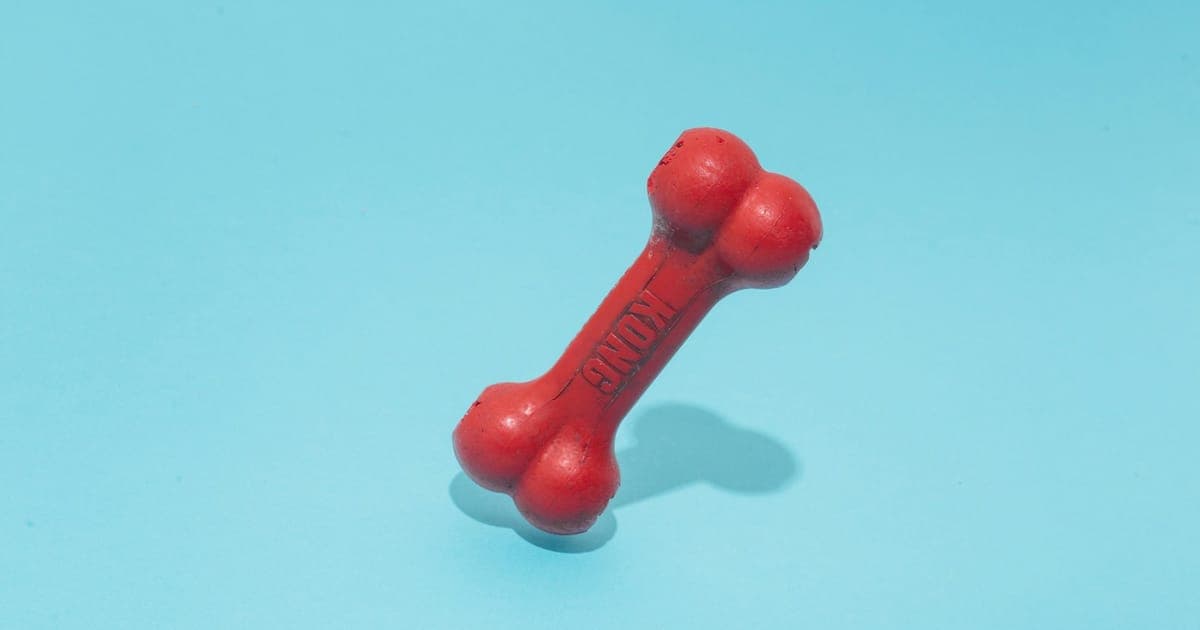 A dog chewing a toy