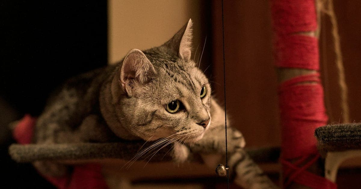 A cat settled indoors at home