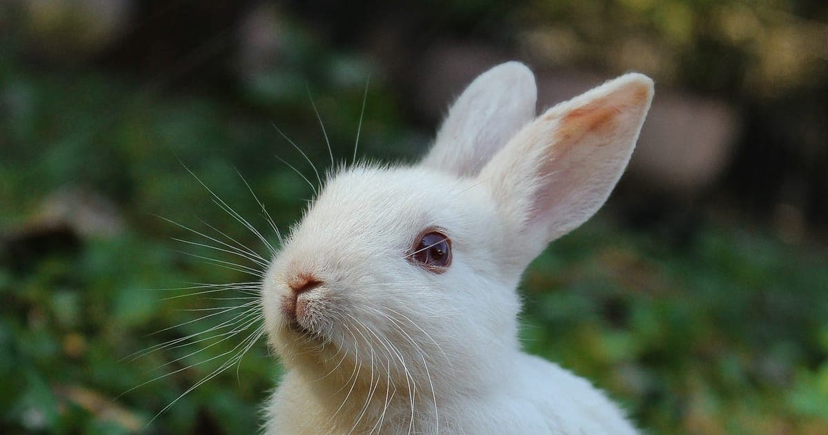 A pet rabbit