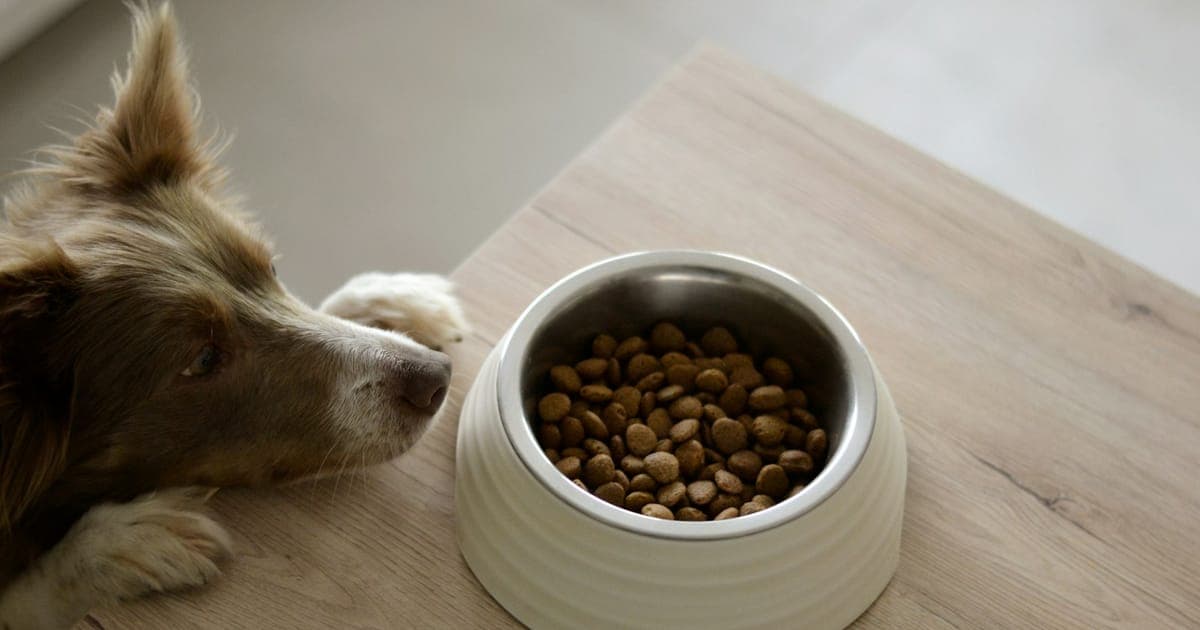 A bowl of dog food