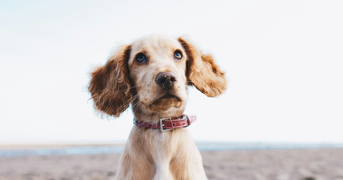 A young puppy