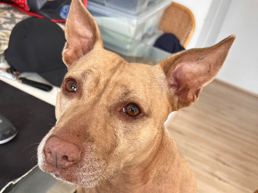 Loving Dog Care in Our Willoughby Home